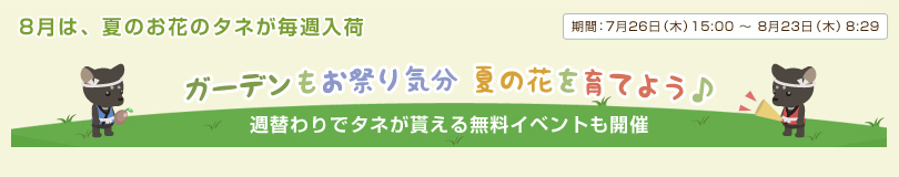 8月は、夏のお花のタネが毎週入荷 