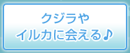 クジラやイルカに会える♪