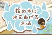 桜の木に水をあげる方法