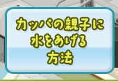 カッパの親子に水をあげる方法