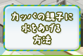 カッパの親子に水をあげる方法