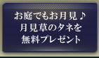 お庭でもお月見♪月見草のタネを無料プレゼント