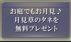 お庭でもお月見♪月見草のタネを無料プレゼント